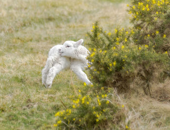 High angle view of lamb grooming on grassy field