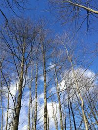 Low angle view of trees against blue sky