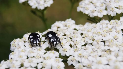 Close-up of butterfly pollinating on white flower