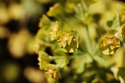 Close-up of yellow flowers