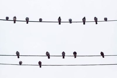 Low angle view of birds perching on cable against clear sky