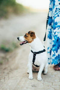 Dog looking away