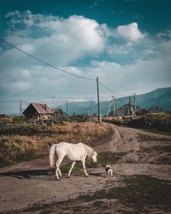 Horse standing on field against sky