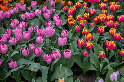 Close-up of pink tulip flowers