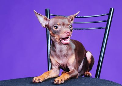 Portrait of dog sitting against purple wall