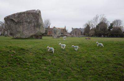 Sheep grazing on field