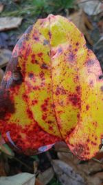 Close-up of colorful autumn leaves growing outdoors