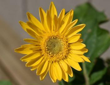 Close-up of yellow sunflower