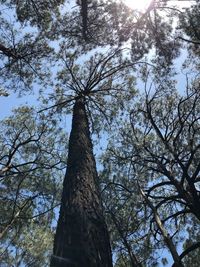 Low angle view of trees against sky