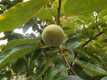 Low angle view of fruits hanging on tree