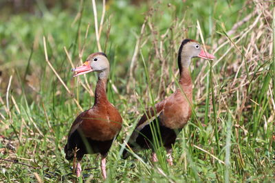 Black-bellied whistling-ducks sitting in grass