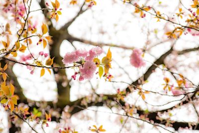 Low angle view of cherry blossom