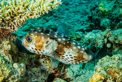 Diodon fish in the red sea - photographed by avner efrati