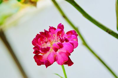 Close-up of pink flower blooming outdoors