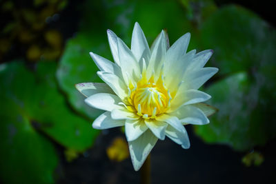 Close-up of white flower in pond