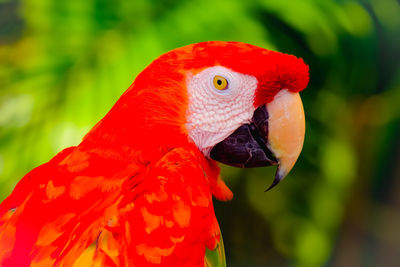 Close-up of a parrot