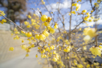 Close-up of yellow flowering plant