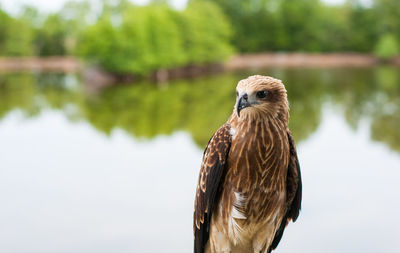 Close-up of a bird against blurred background