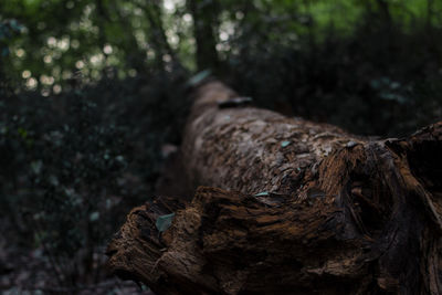 Close-up of tree trunk in forest