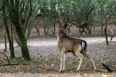 Fallow deer looking up in forest