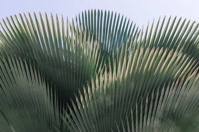 Close-up of palm tree leaves