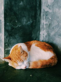 Close-up of a cat sleeping