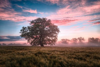 Tree on field against sky during sunset