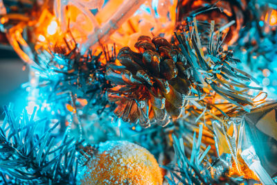 Close-up of orange plants