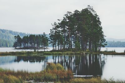 Reflection of trees in calm lake