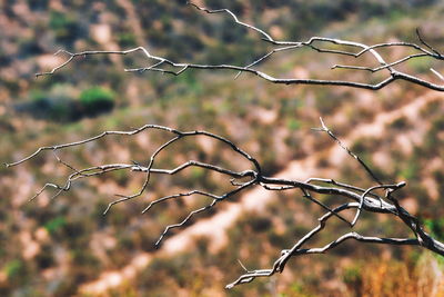 Close-up of barbed wire against sky