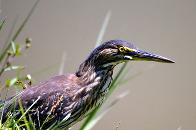 Close-up of bird