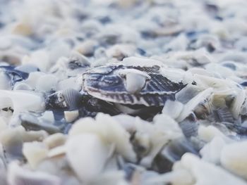 Close-up of seashell
