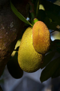 Close-up of fruit growing on plant