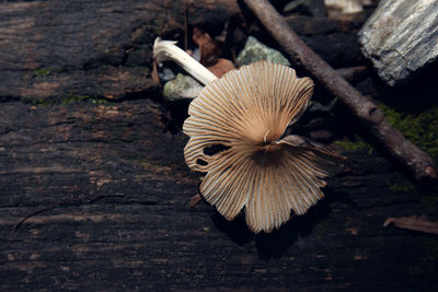 Close-up of mushroom growing on wood