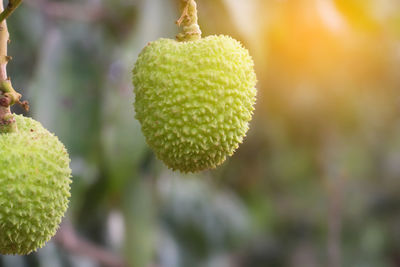 Close-up of fruit growing on tree