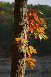 Close-up of tree trunk during autumn