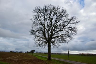 Bare tree on field against sky