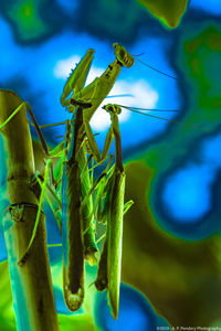 Close-up of insect on plant