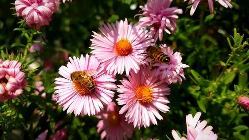 Close-up of pink flowers blooming outdoors