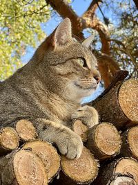 Low angle view of a cat