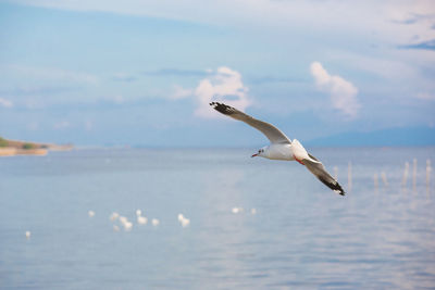 Swan flying over sea against sky