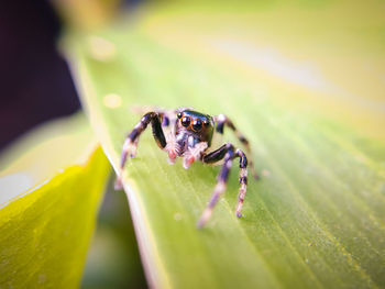 Close-up of spider on leaf