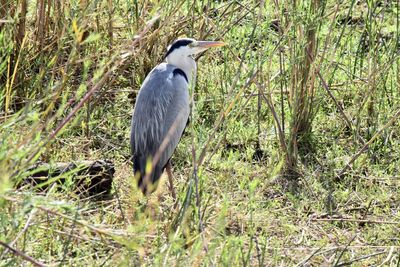 View of a bird on field