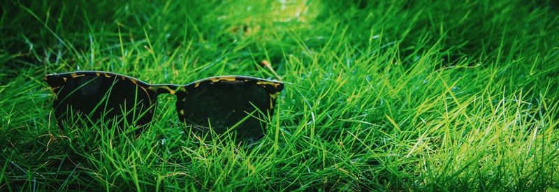 Horse on grassy field