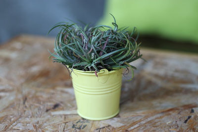 Close-up of plant on table