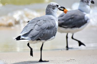 Close-up of bird perching on the beach