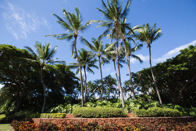 Low angle view of palm trees against sky