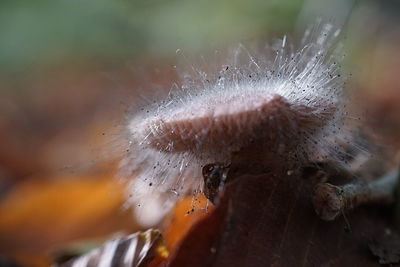 Close-up of caterpillar