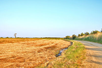 Scenic view of field against clear sky