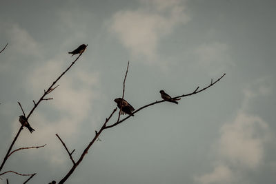 Low angle view of birds perching on twig